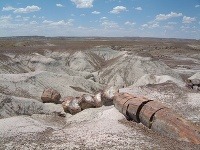 Skamenený les, USA