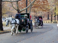 Central Park, New York
