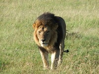 Národná rezervácia Masai Mara