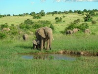 Národná rezervácia Masai Mara, Keňa