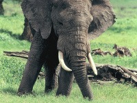 Kráter Ngorongoro