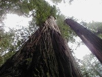 Národný park Redwood, Kalifornia