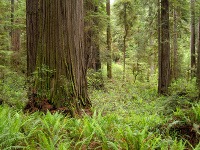 Národný park Redwood, Kalifornia