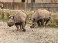 ZOO Dvůr Králové, Česká republika