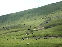 Údolia plné voľne sa pasúceho dobytka, Kašmír, India