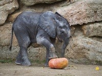 Zoo Viedeň, Rakúsko Zoo Viedeň, Rakúsko