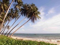Mui Ne, romantické palmy, Vietnam