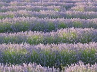 Provensálsko, Francúzsko