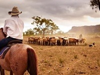 Dlhá tradícia chovu dobytka, Austrália