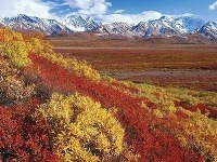 Národný park Denali je jedným z miest, ktoré pri vašej ceste Aljaškou rozhodne nesmiete minúť. 
