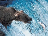 Medveďa loviaceho ryby, obzvlášť lososy, môžete stretnúť všade na Aljaške i Yukone. Medvede Kodiaky zas na ostrove Kodiak.