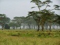 Afrika serengeti