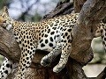 Spiaci gepardi vyzerajú dosť