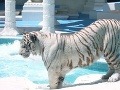 Skutočné tigre si môžete