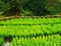 Terasovité ryžové polia, Filipíny