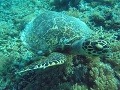 morská korytnačka