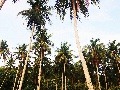 palmový háj, ostrov Karimunjawa,