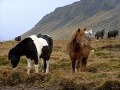 Islandské kone