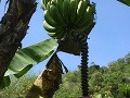 banánovník, Kostarika