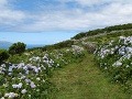 Ostrov Flores, Azorské ostrovy,