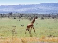 Národná rezervácia Masai Mara,