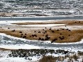 Pozorovať stáda bizónov v