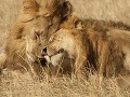 Národná rezervácia Masai Mara