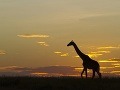 Národná rezervácia Masai Mara,