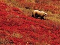 Medvede v aljašskom NP Denali môžete pozorovať na farebných stráňach, z ktorých čnie Mount McKinley. 