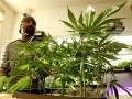 Viacerí farmári pestujú marihuanu
