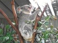 Koala, Austrália