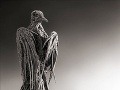Mumifikovaná holubica, jazero Natron,