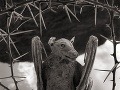Mumifikovaný netopier, jazero Natron,