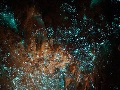 Glowworm, Nový Zéland
