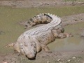 Tohto morského krokodíla naozaj