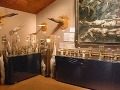 Múzeum penisov vám odhalí