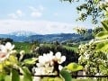 V dolnorakúskej časti Wachau sú počas veľkonočného obdobia najväčšou pýchou kvitnúce marhuľové stromy.