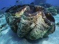 Veľká koralová bariéra, Austrália