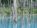 Modré jazierko, Japonsko