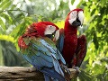 Papagáje patria k početným