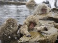 Snežné opice v Japonsku