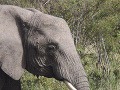 Africké slony sú v