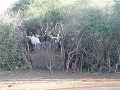 Kozy v tradičnej ohrade