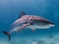 Žralok tigrovaný
