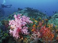 Koraly v Similane, Thajsko
