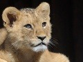 Mláďa leva berberského, ZOO