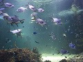 Sea Life Aquarium, Sydney