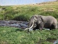 Slony žijú na okrajoch