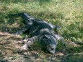 Krokodíl v Ciénaga de