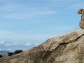 Gepard sedí na skale
